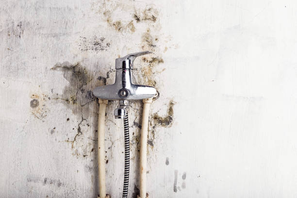 Best Emergency Mold Removal  in Abernathy, TX