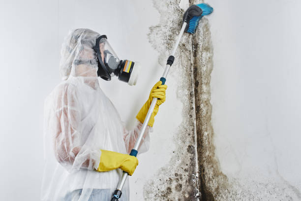 Best Residential Mold Removal  in Abernathy, TX