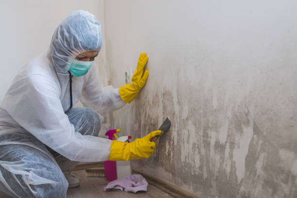 Best Certified Mold Removal  in Abernathy, TX