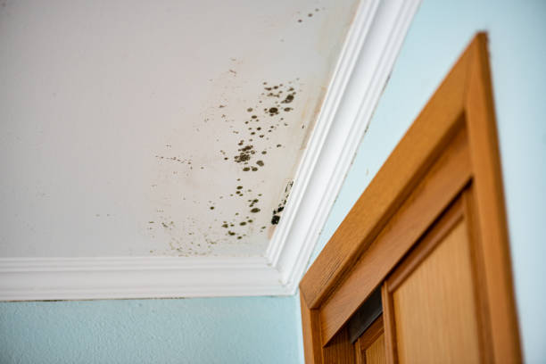 Best Water Damage Restoration  in Abernathy, TX
