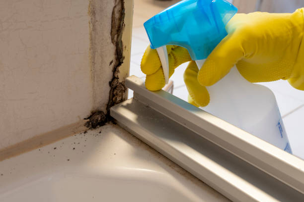 Office Mold Removal Services in Abernathy, TX