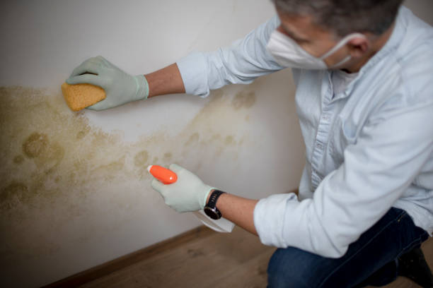 Best Fast Mold Removal  in Abernathy, TX