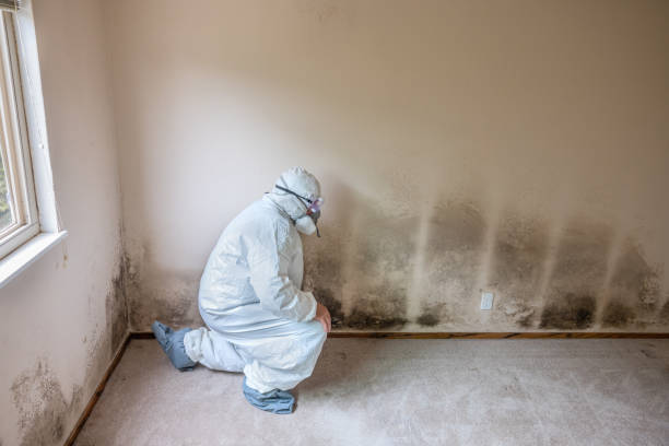 Mold Removal and Inspection in Abernathy, TX
