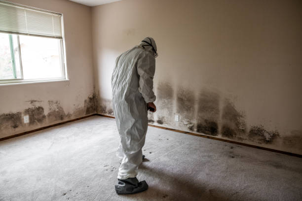 Best Black Mold Removal  in Abernathy, TX