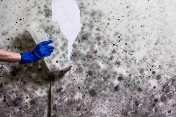 Best Best Mold Removal Companies  in Abernathy, TX