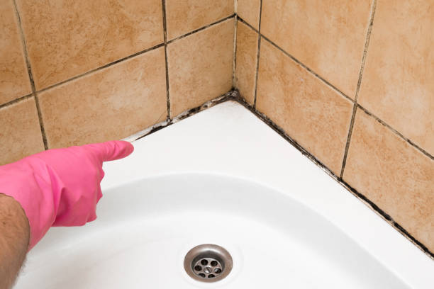Best Certified Mold Removal  in Abernathy, TX